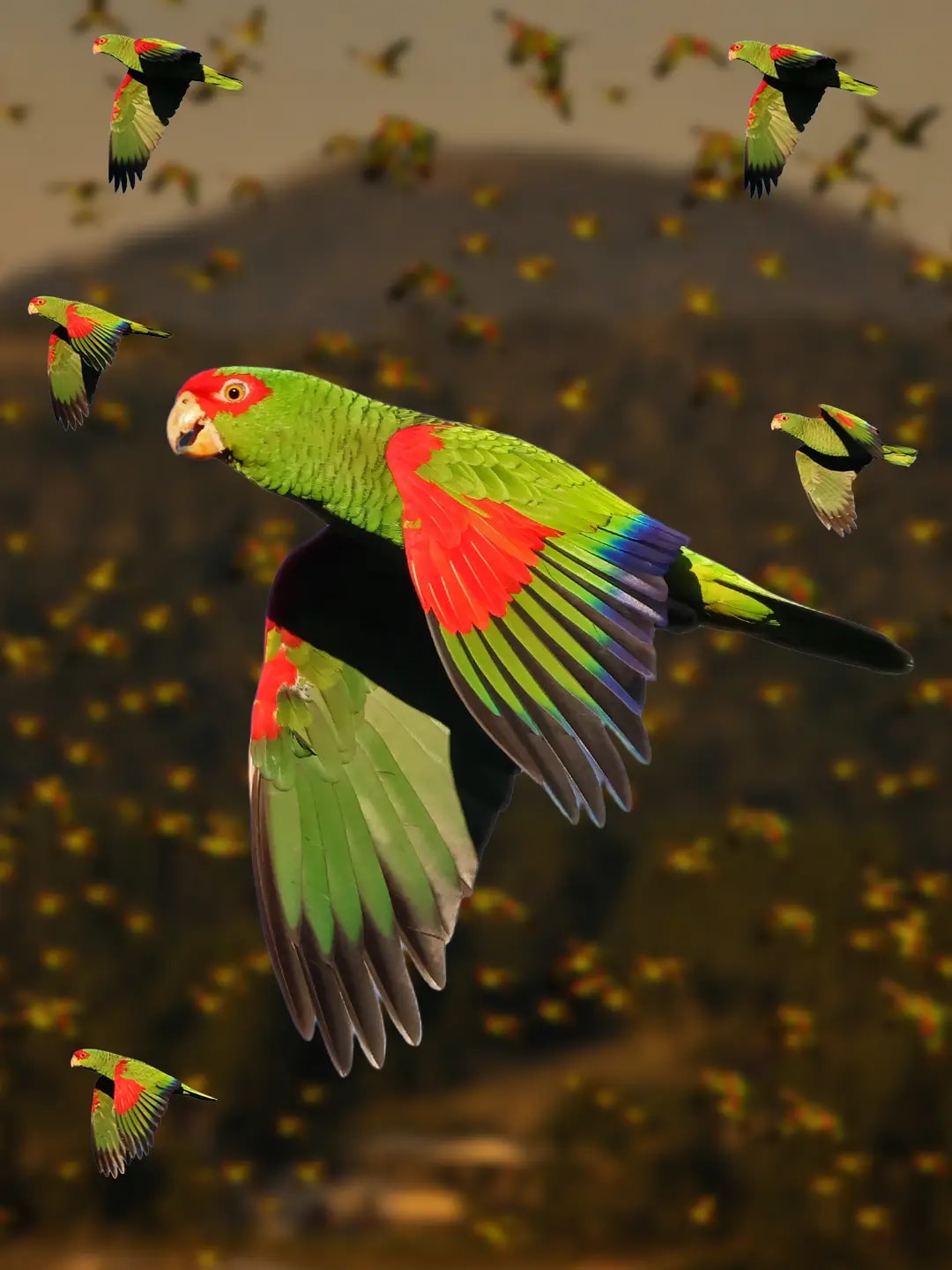 EL VUELO DE LOS PAPAGAIOS