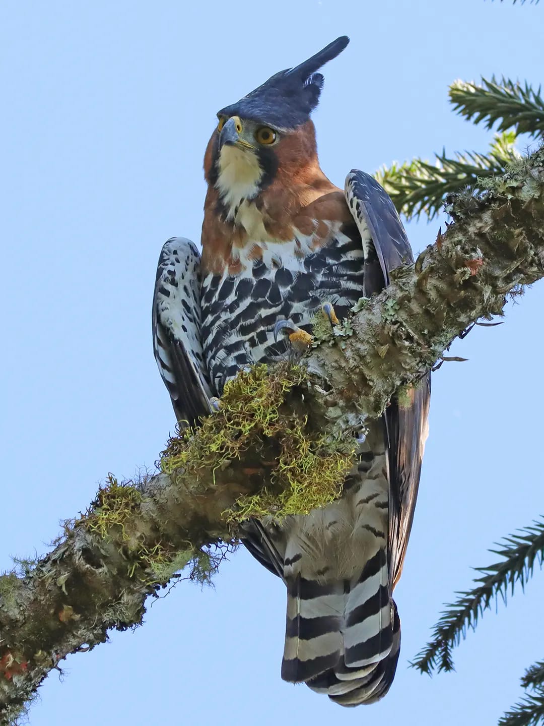 LA VIDA SECRETA DEL ÁGUILA COPETONA