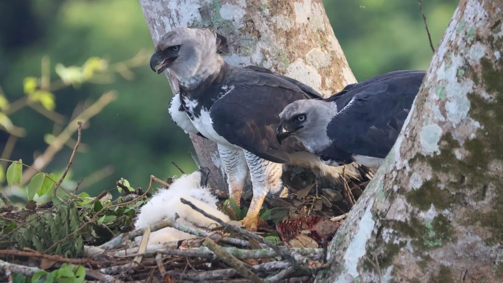 Biólogo com binóculos observando montanhas — expedições de Produções Especiais
