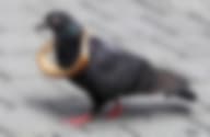 Pidgeon