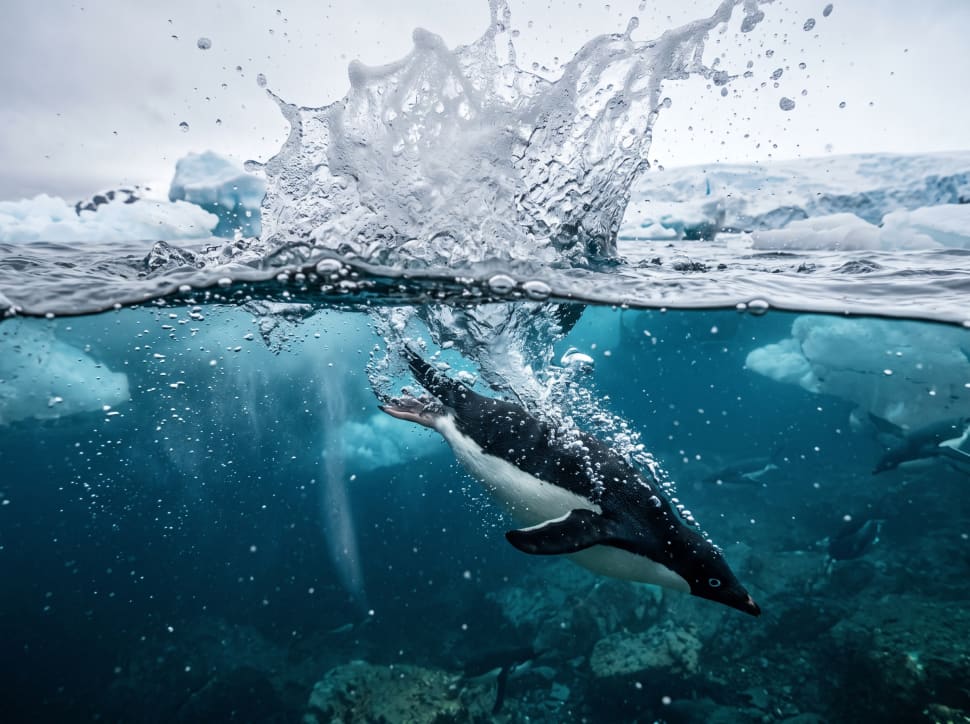 Gemini_generated_image_n358gtn358gtn358-penguin