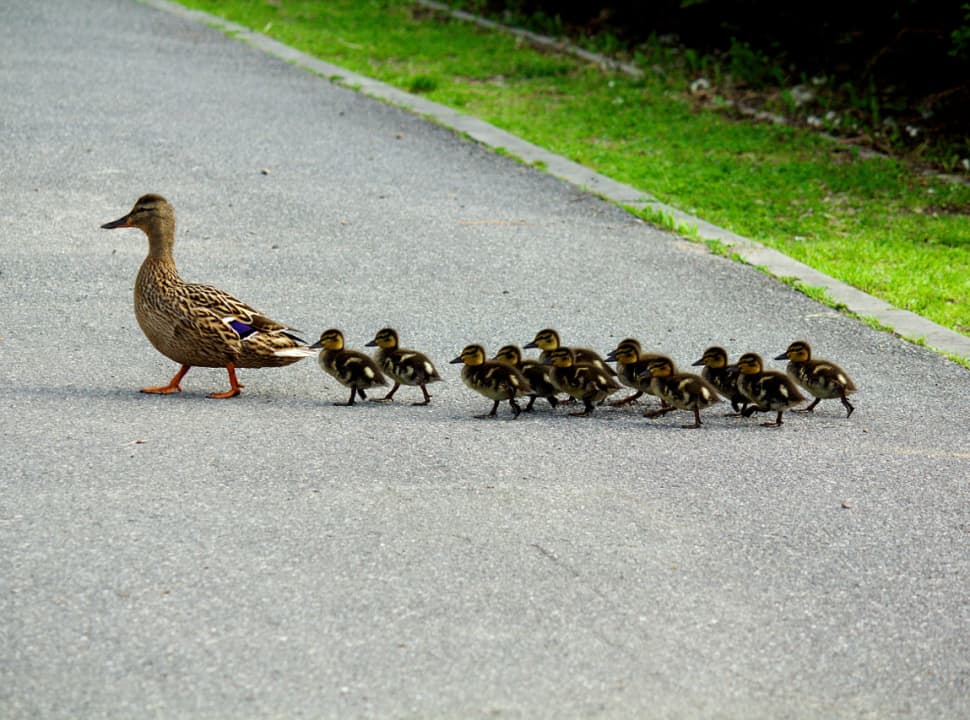 Ducks-army-marching