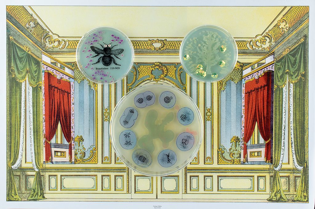 3JWillet_BBiology_Ecoli.jpg