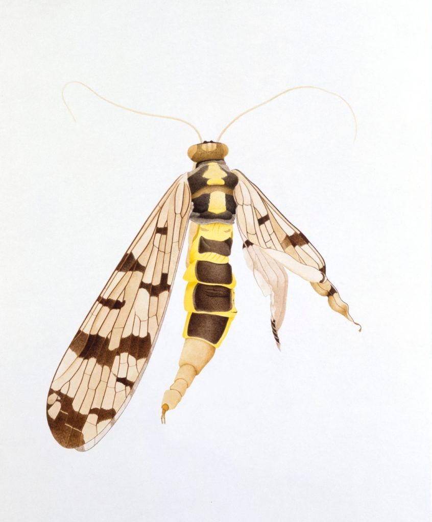 Scorpion-fly-edited-846x1024.jpeg