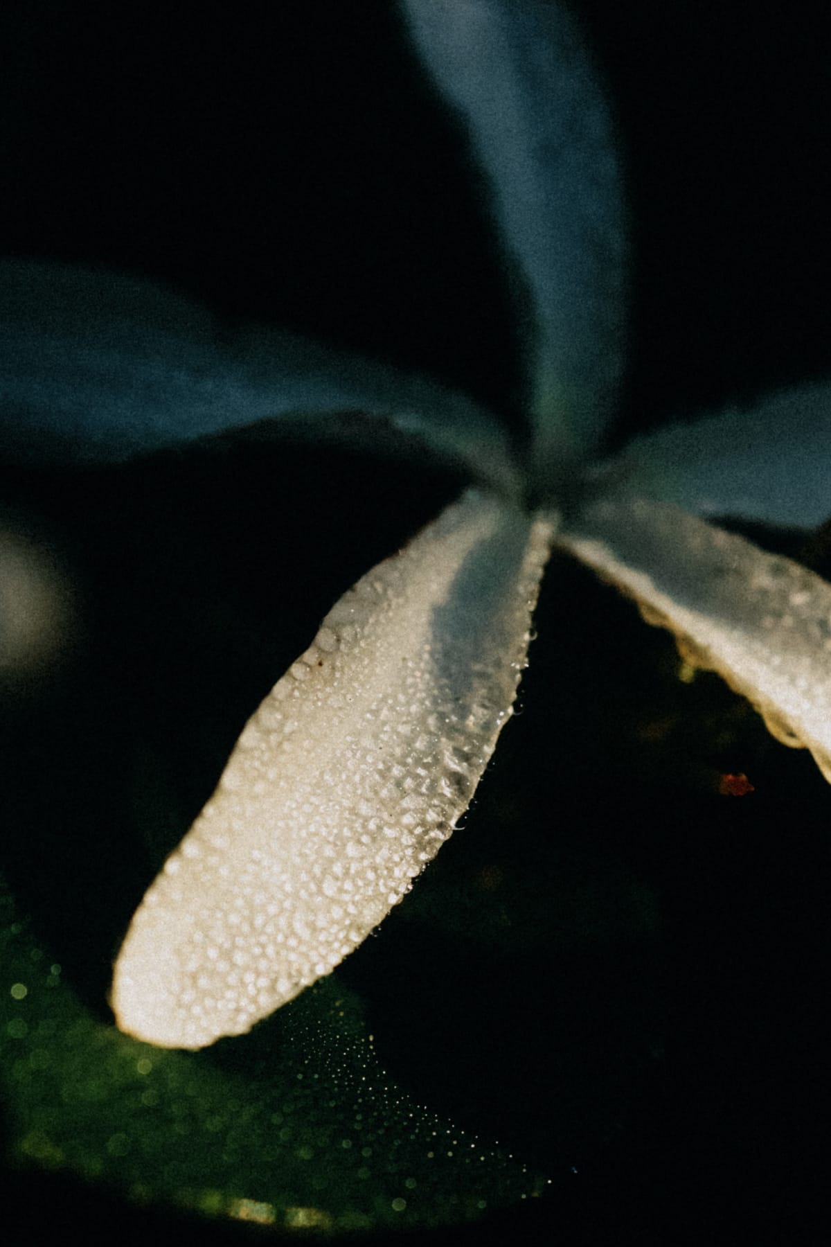 A delicate leaf in soft autumn light in Barcelona