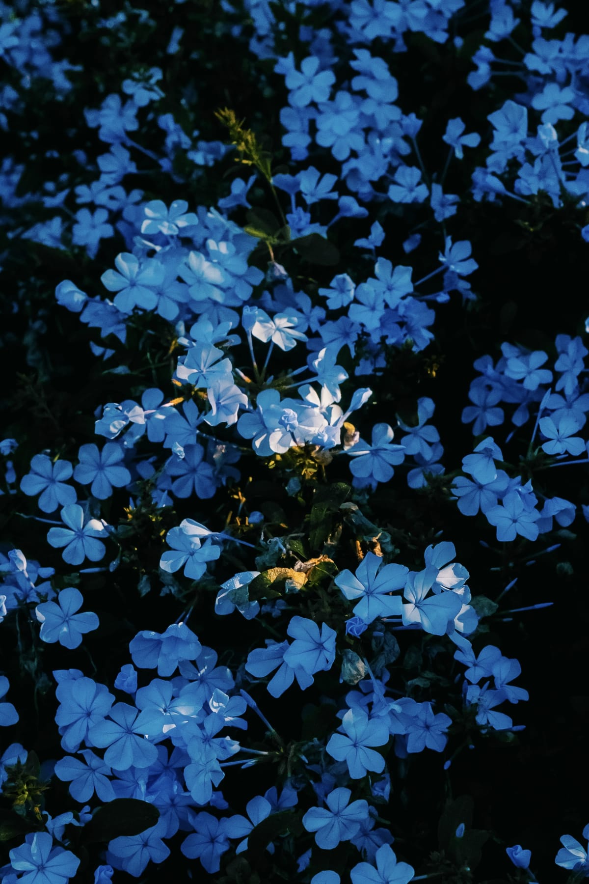 Blue flowers photographed in the shade at Parc de les Aigües