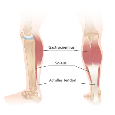 Gastrocnemius, soleus and Achilles tendon