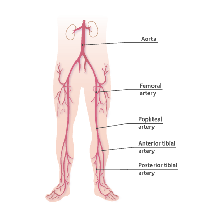 Femoral artery