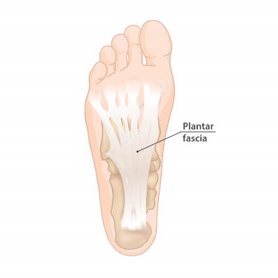 Plantar fascia