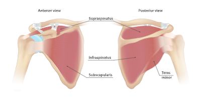 Rotator cuff muscles