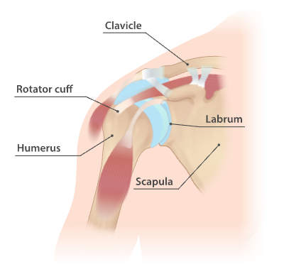 Shoulder anatomy