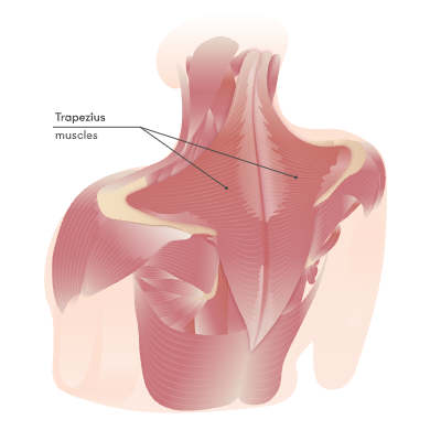 Trapezius muscle