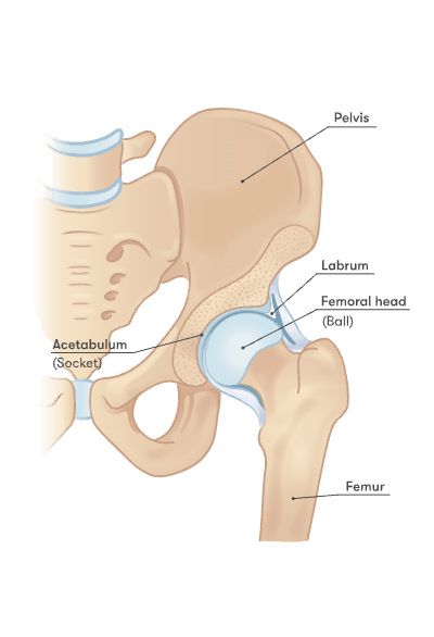 Hip anatomy