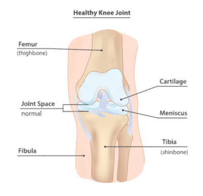 Healthy Knee Joint