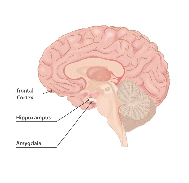 The areas of the brain most affected by physical exercise.