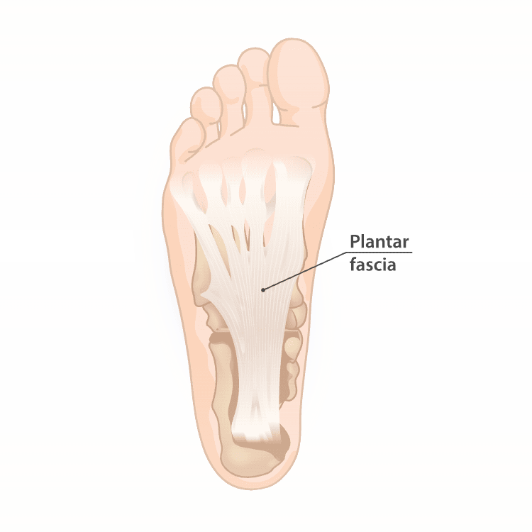 The plantar fascia