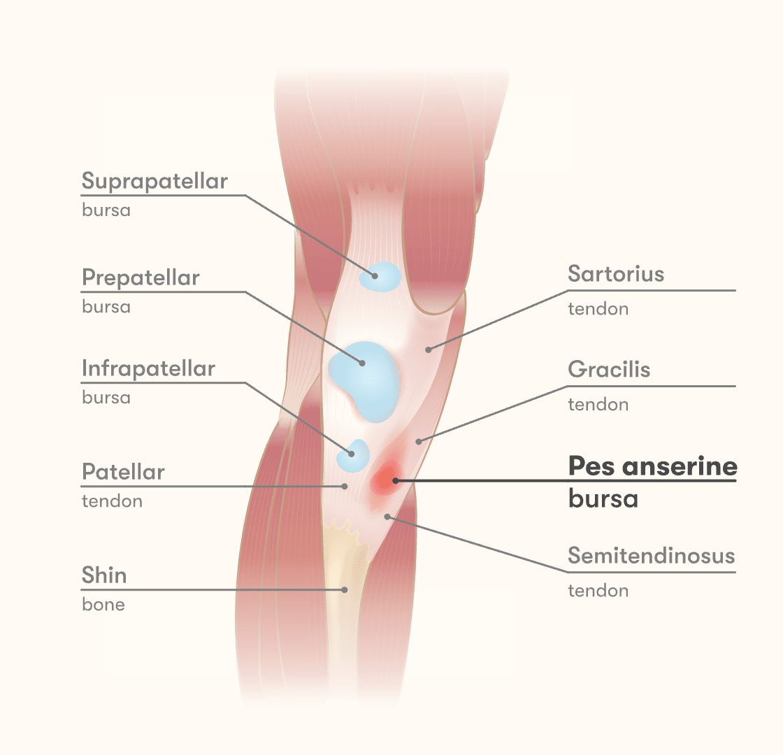 pes anserine muscles