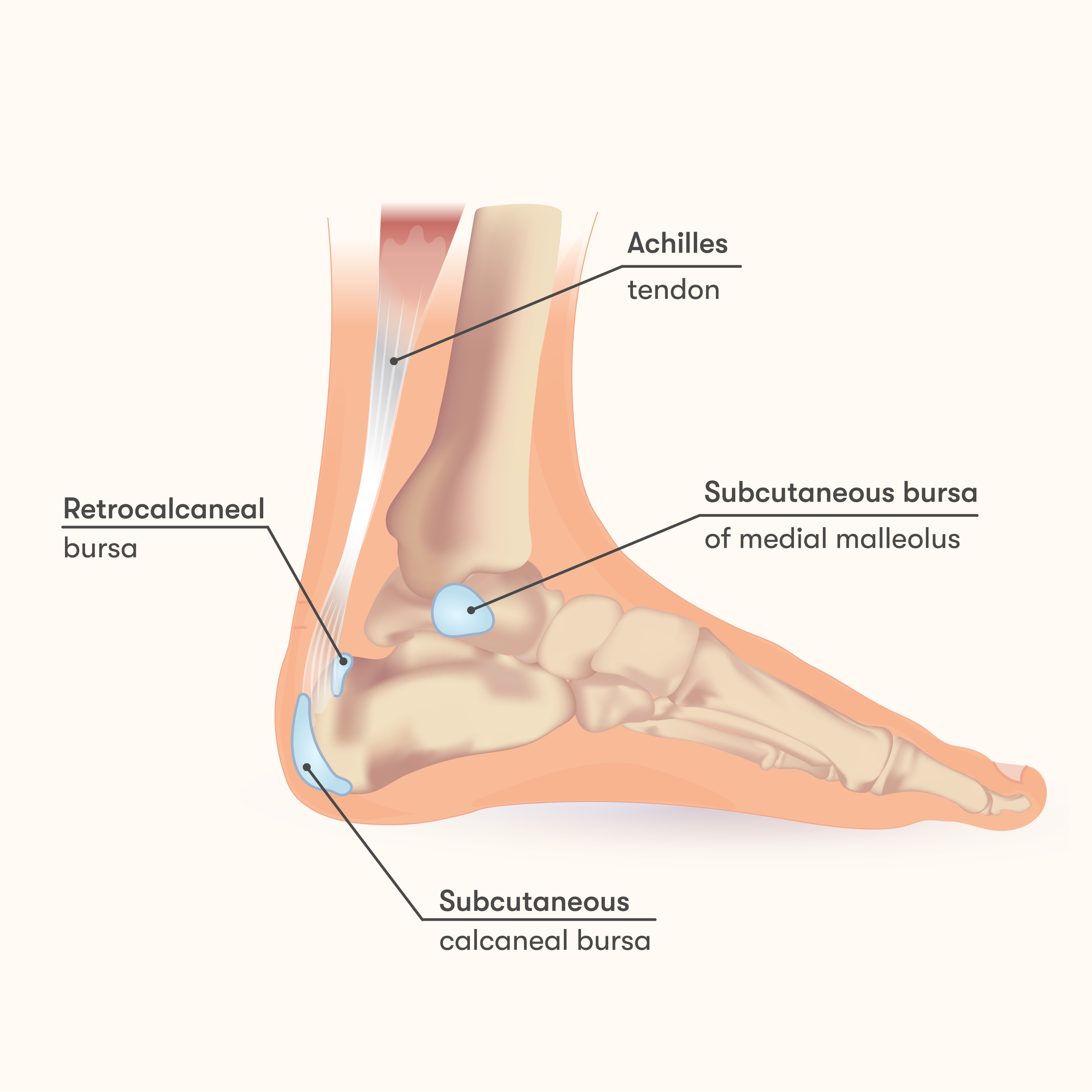 Retrocalcaneal bursa