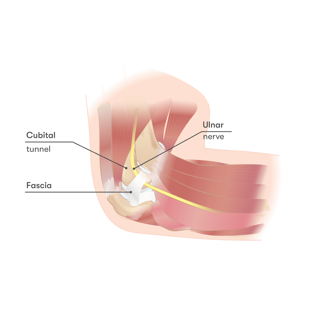 Normal cubital tunnel