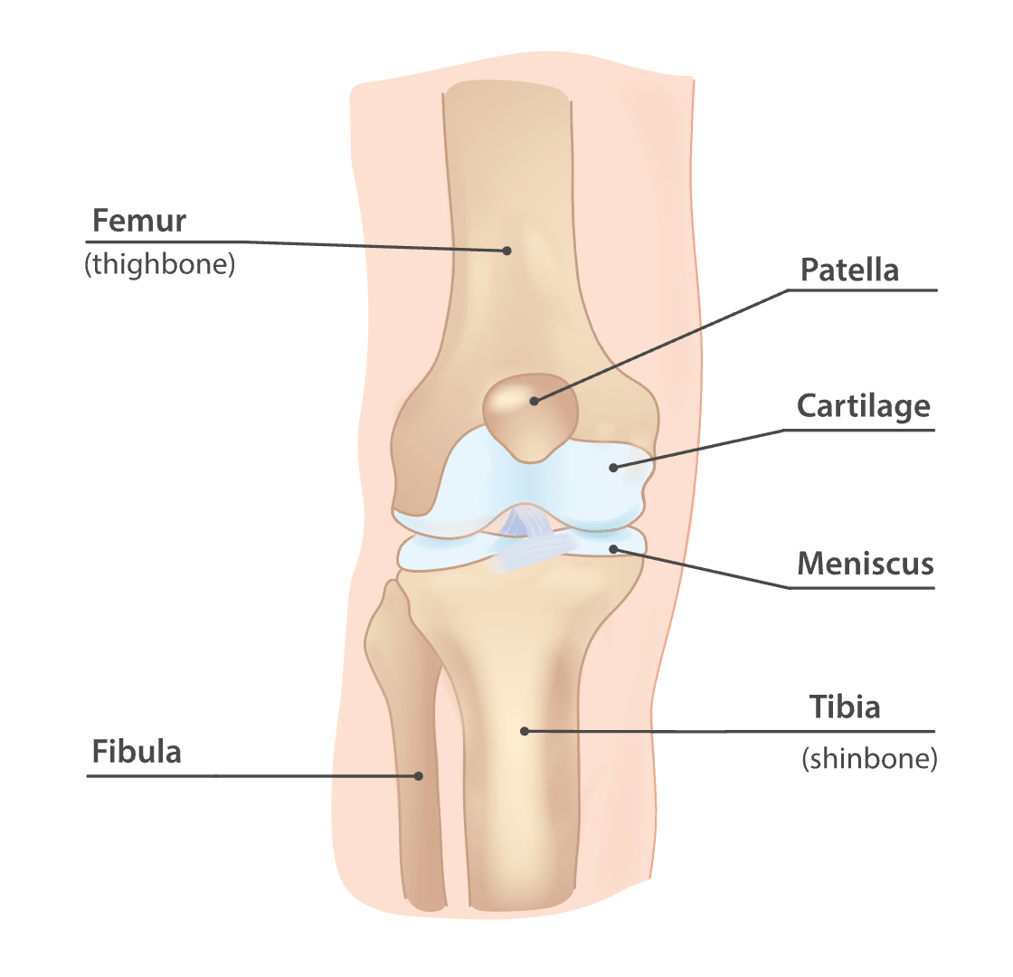 Anatomy of the knee