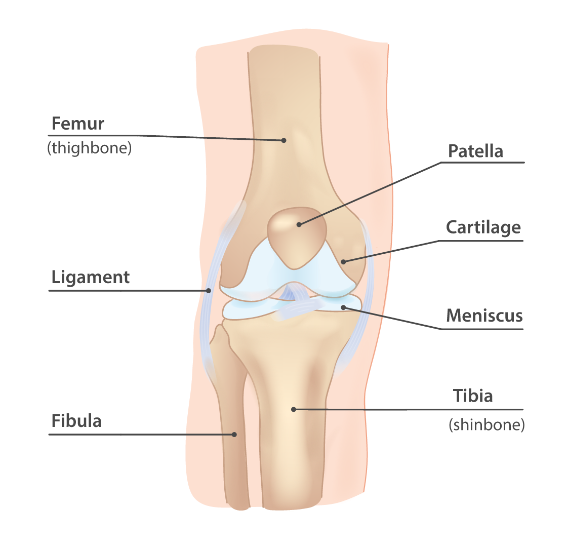 Knee Anatomy