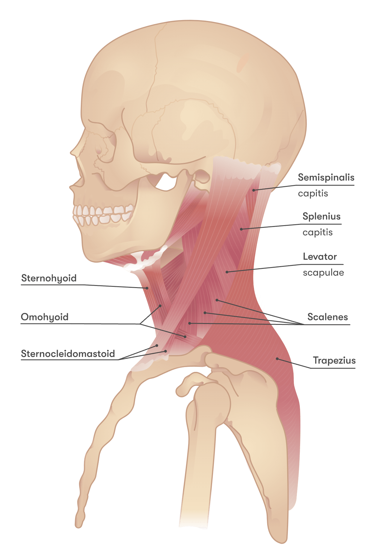 Muscle Spasms In Back Neck And Chest