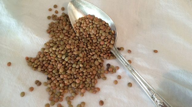 Lentil diperkaya dengan protein, zat besi, zink, dan biotin