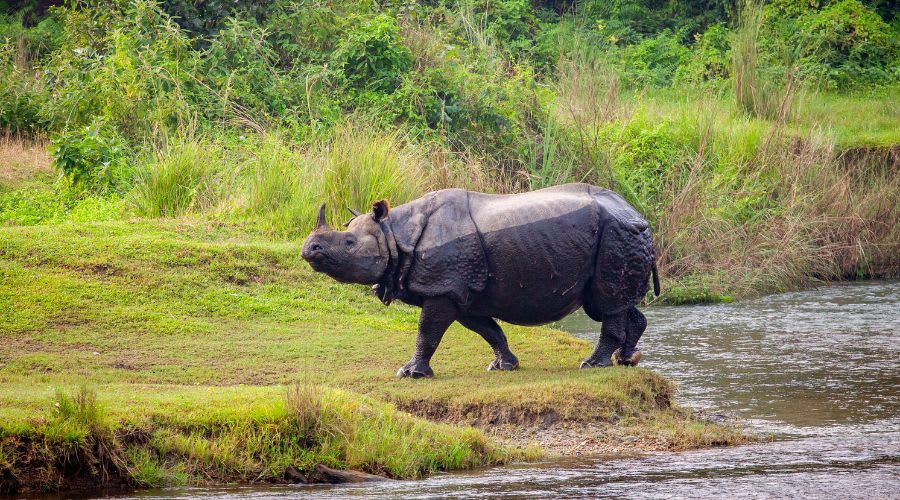 rhino as seen in chitwan national park