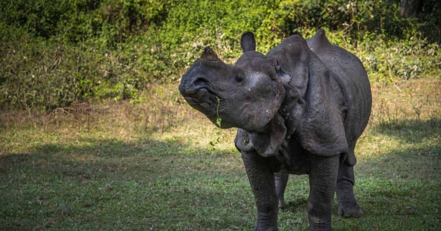 rhino at chitwan national park