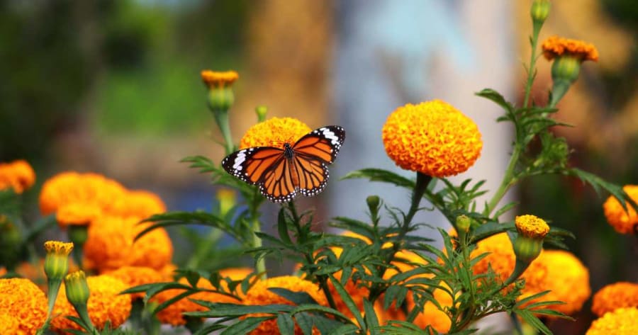 Marigold Aka (Saipatriphool)