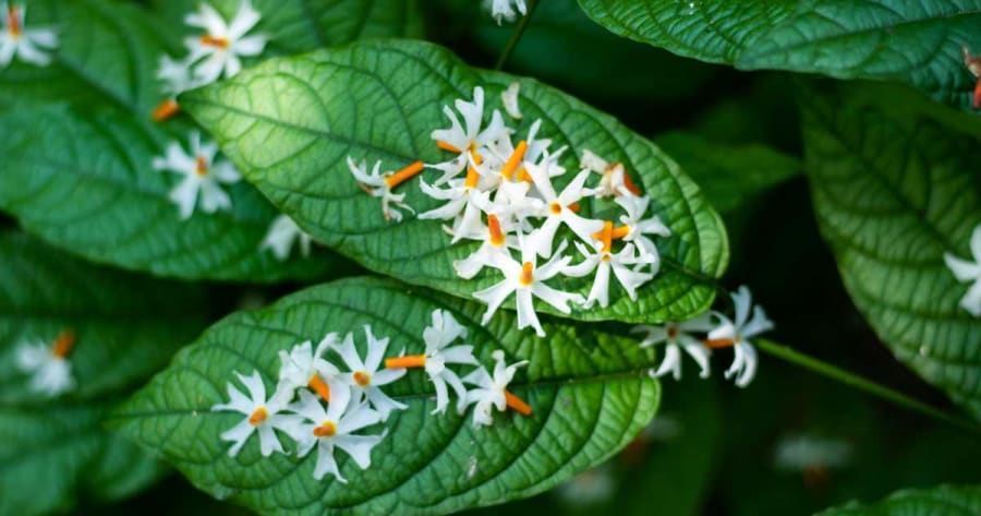Parijat or Night-flowering Jasmine