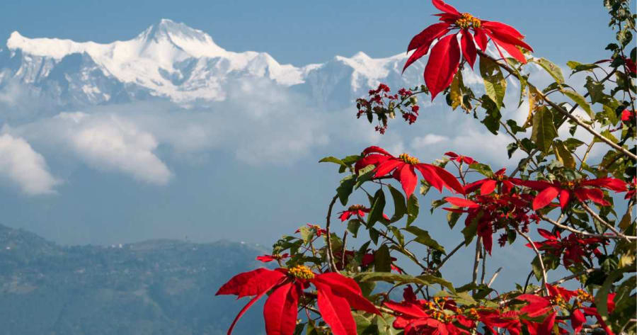 Poinsettia or (Lalu Pate)
