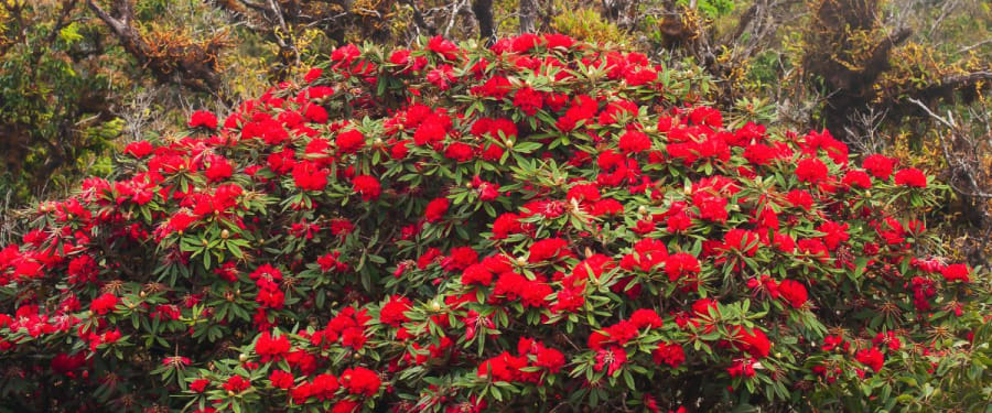 Rhododendrons (Lali Gurash)