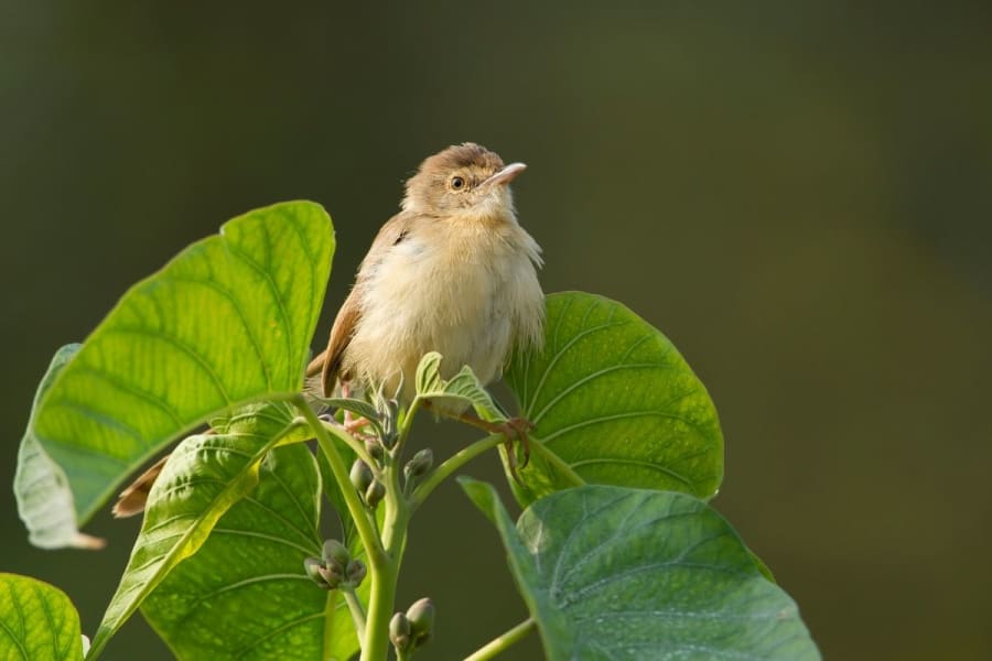 plain prinia bird