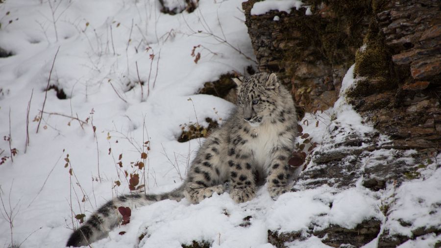 ghost of mountain snow leopard