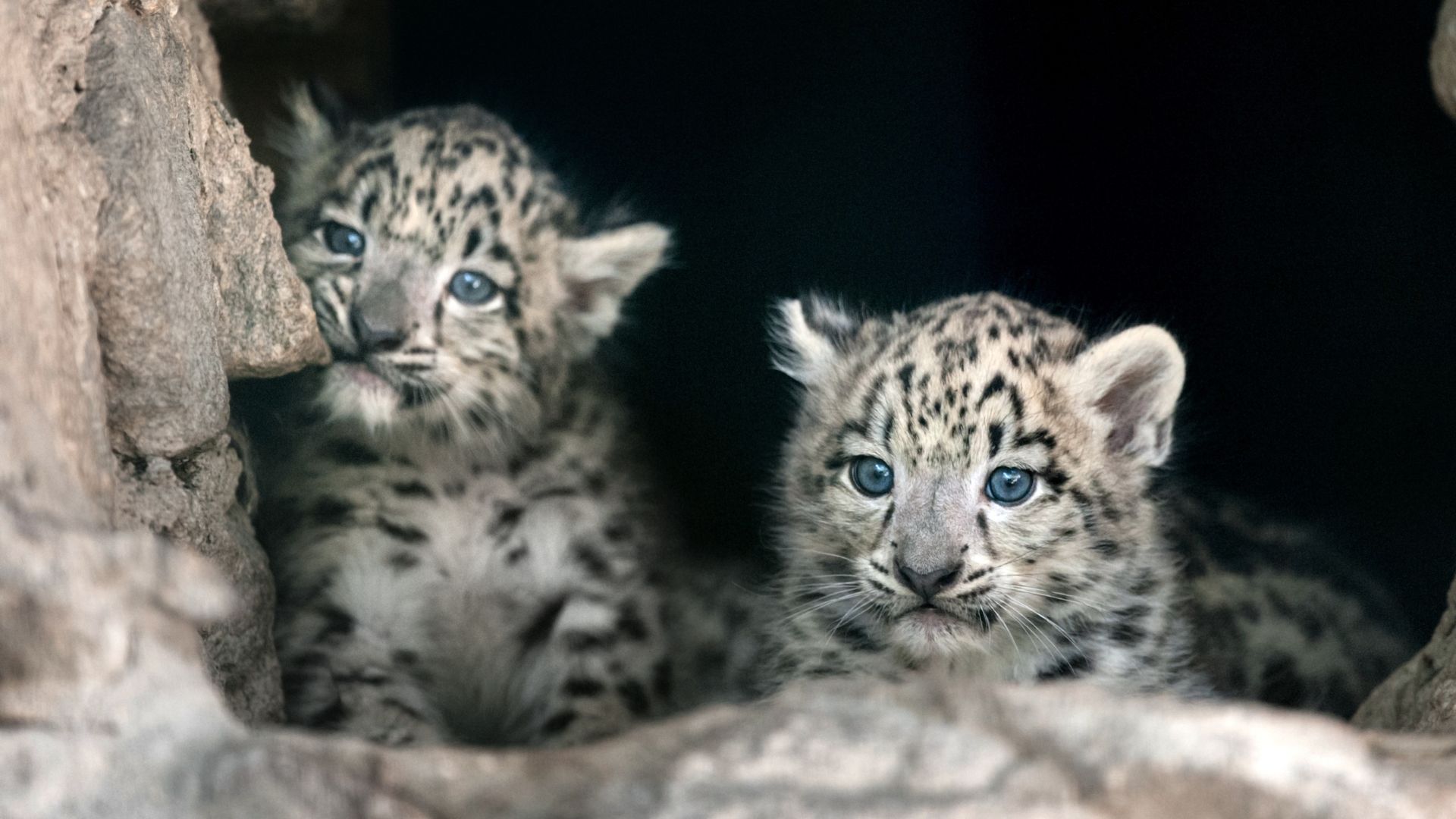 snow leopard in nepal