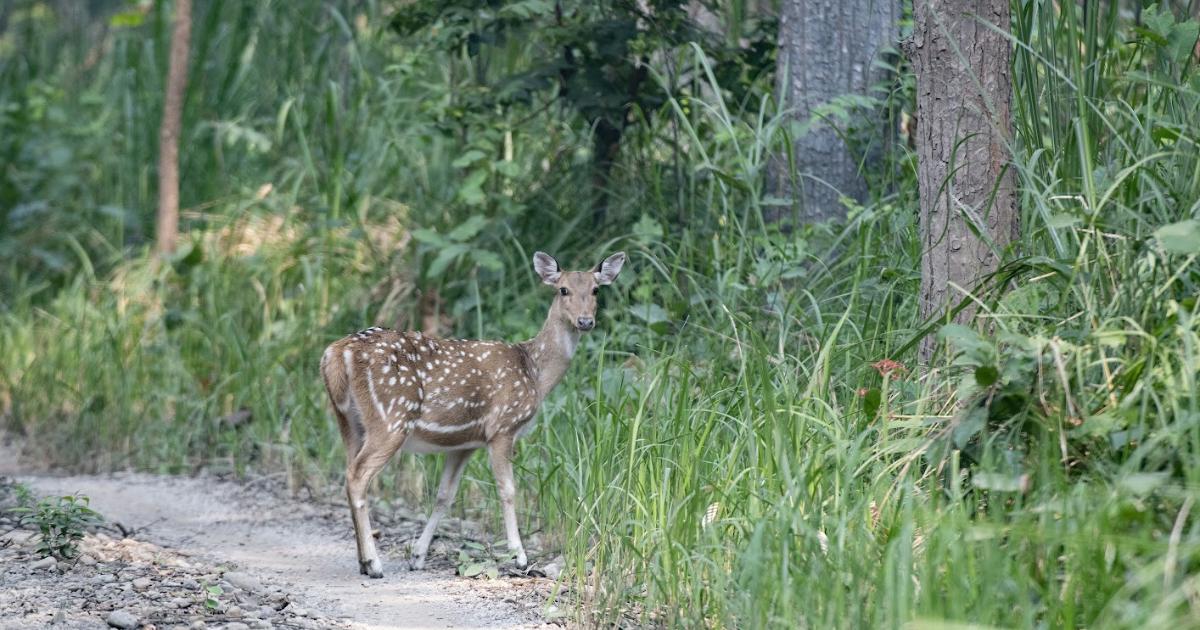 spotted dear in bardiya national park