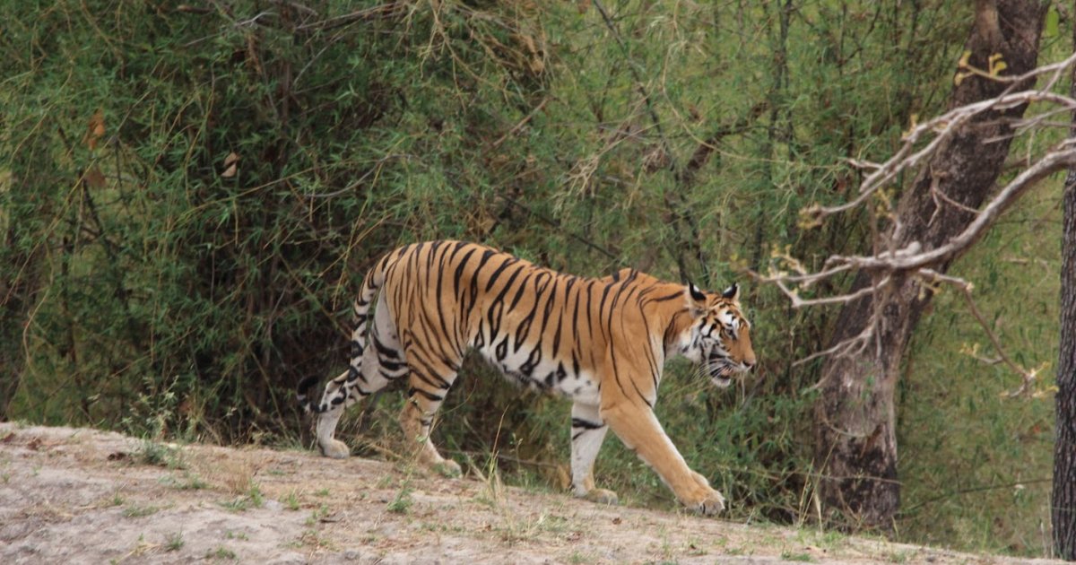 royal bengal tiger in bardiya national park