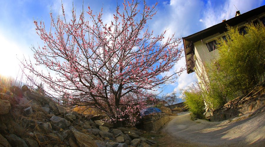 bhutan during spring