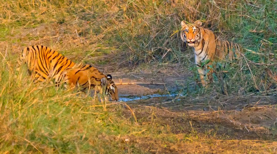 safari in nepal