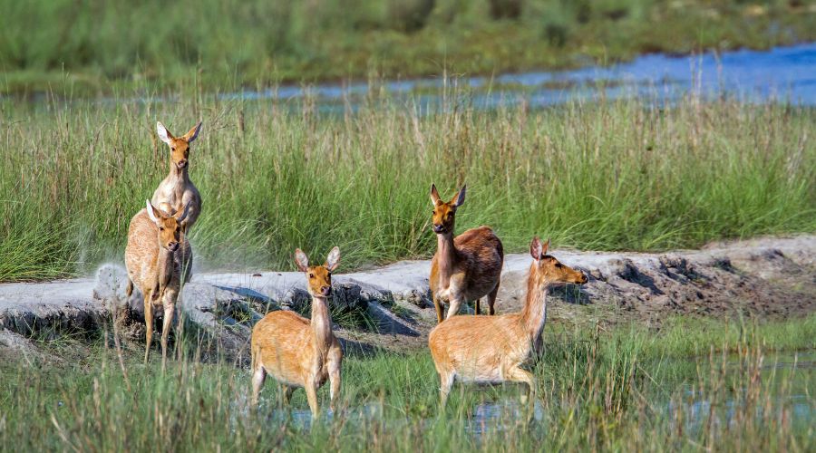 koshi tappu wildlife reserve