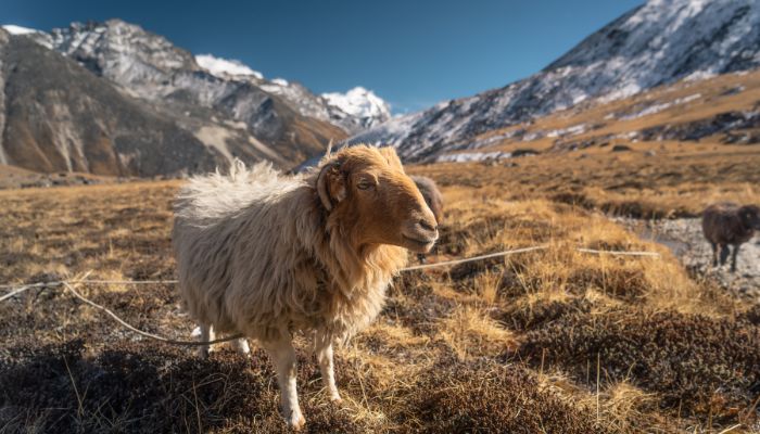 A Himalayan sheep grazing in the picturesque Mera Peak region.