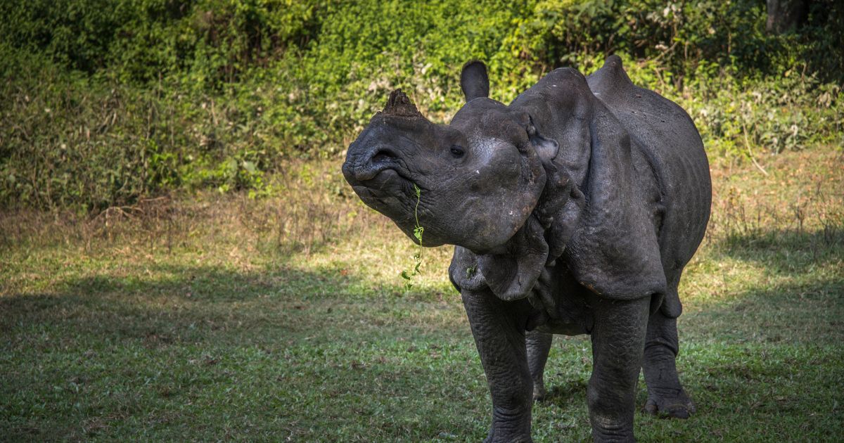 rhino at chitwan national park
