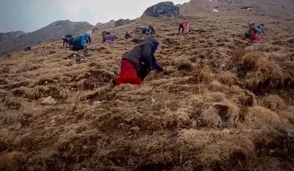 Local People hunting for yarshagumba in Manang Nepal