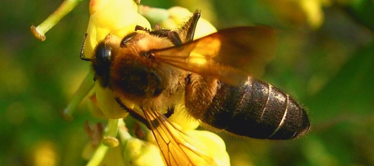 wild bee (apis laboriosa)