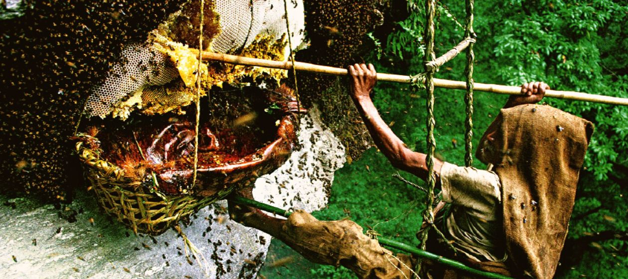 Honey hunter harvesting cliff honey
