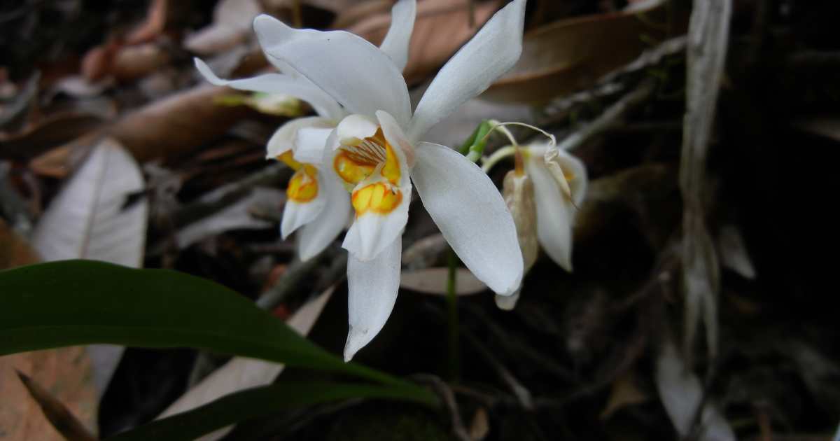 Sunakhari or Orchids