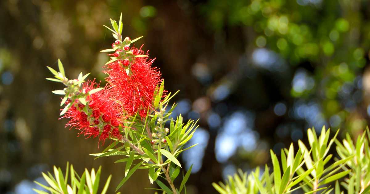Kalki or Bottle Brush flower