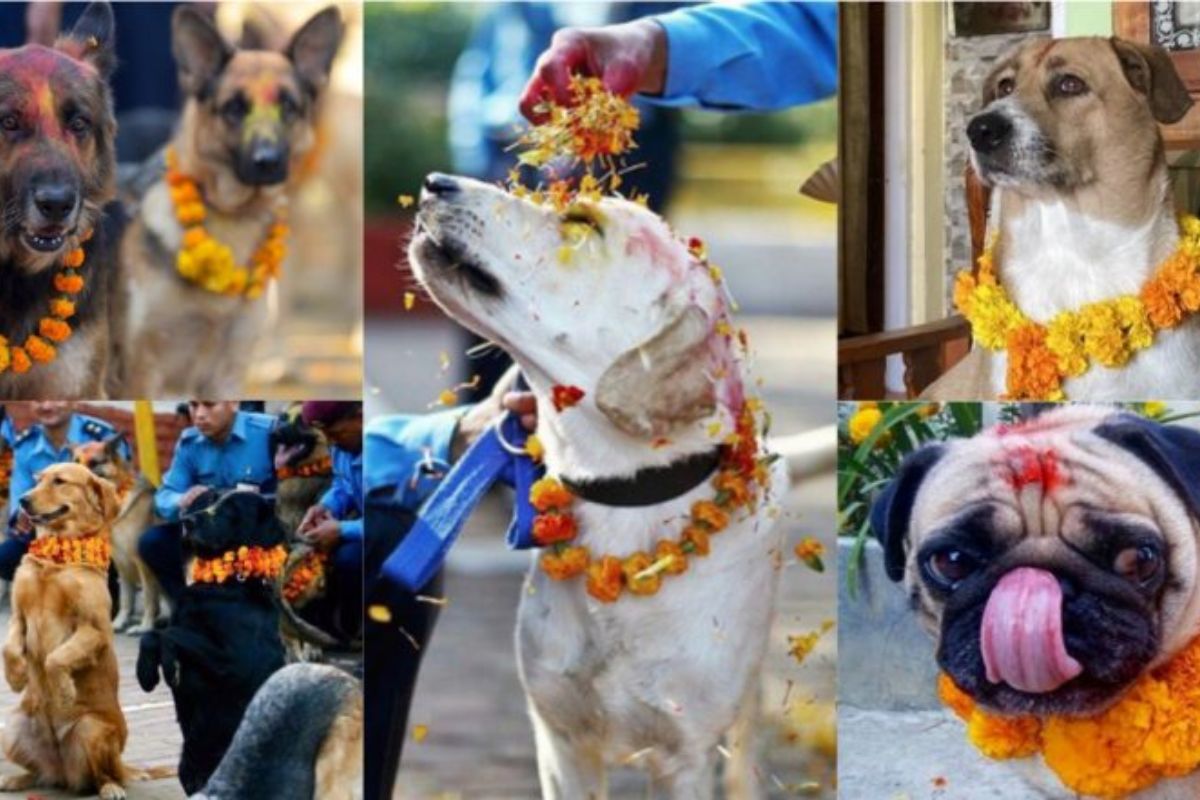 people worshipping dog during tihar