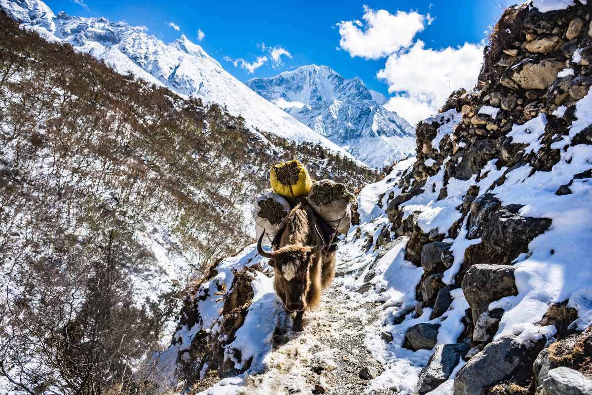 nepal trekking in january